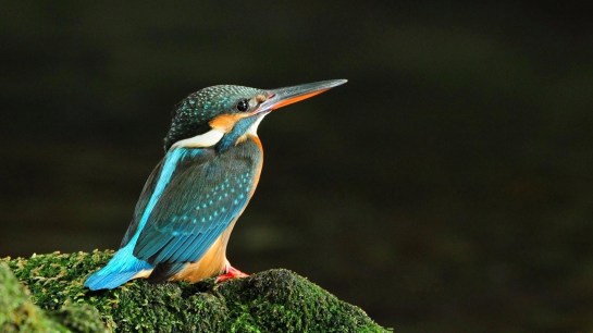 kingfisher2